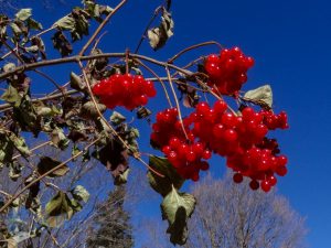 Colorful Red Berries