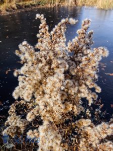 Goldenrod in Autumn