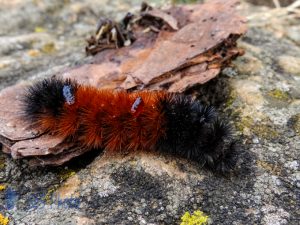 Frosty Woolly Bear