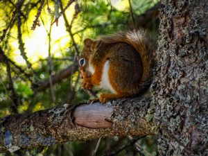 Pine Cone Snack