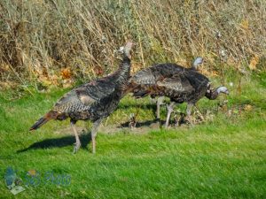 Turkeys Enjoying the Day