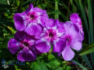 Pretty Pink Phlox