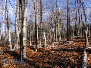 Quiet Late Fall Woods