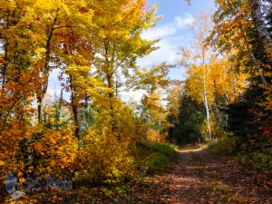 Trip Down Autumn Path