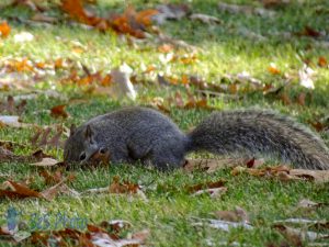 Digging Squirrel