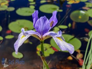 Summertime Blue Flag