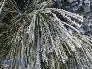 Frosty Pine Needles