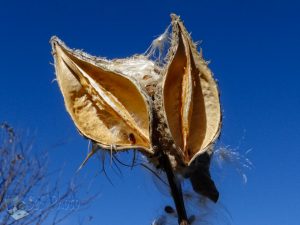 Empty Milkweed Pods