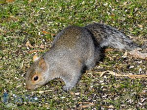 Squirrel Gathering Seeds