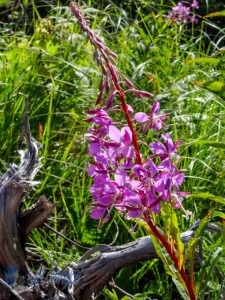 Summertime Fireweed