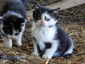 Kittens Inside a Barn