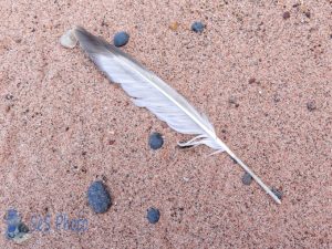 Feather on the Sand