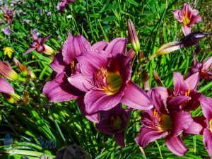 Lilies in the Summer