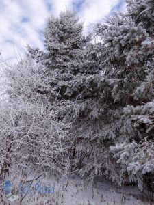 Frosty Morning