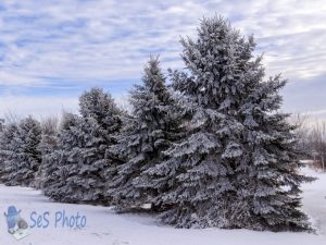 Winter White Decorations