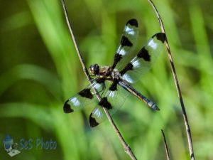 Dragonfly Resting