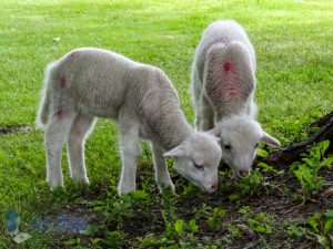 Lamb Lawn Mowers