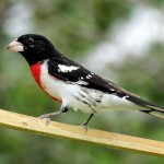 Rose-breasted Grosbeak