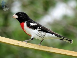 Rose-breasted Grosbeak