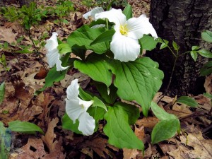 Great White Trillium