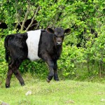 Belted Galloway