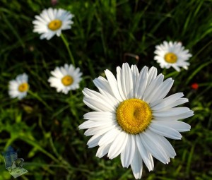 Oxeye Daisy