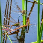 Dragonflies