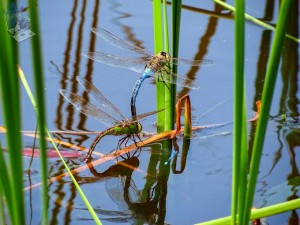 Dragonflies