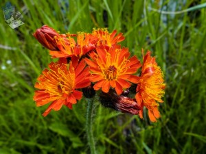 Orange Hawkweed