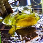 Northern Green Frog