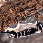 Downy Woodpecker