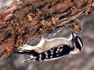 Downy Woodpecker