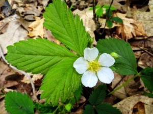 Wild Strawberry Blossom