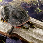 Western Painted Turtle