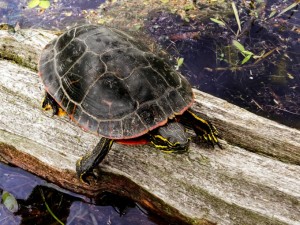 Western Painted Turtle