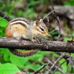 Eastern Chipmunk