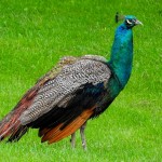 Indian Peafowl