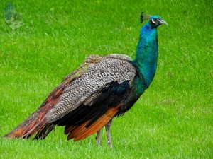 Indian Peafowl