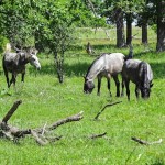 Horses in a Pasture