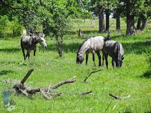 Horses in a Pasture