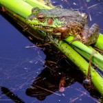 Perched Green Frog