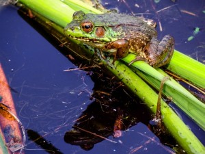 Perched Green Frog