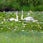 Trumpeter Swan Family