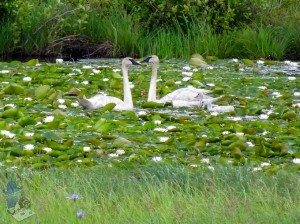 Trumpeter Swan Family