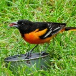 Baltimore Oriole Eating Jelly