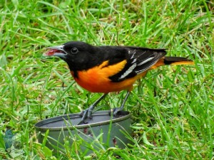 Baltimore Oriole Eating Jelly