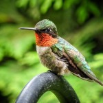 Ruby-throated Hummingbird