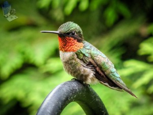 Ruby-throated Hummingbird