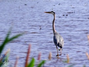 Great Blue Heron