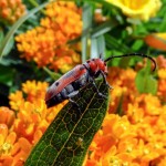 Red Milkweed Beetle